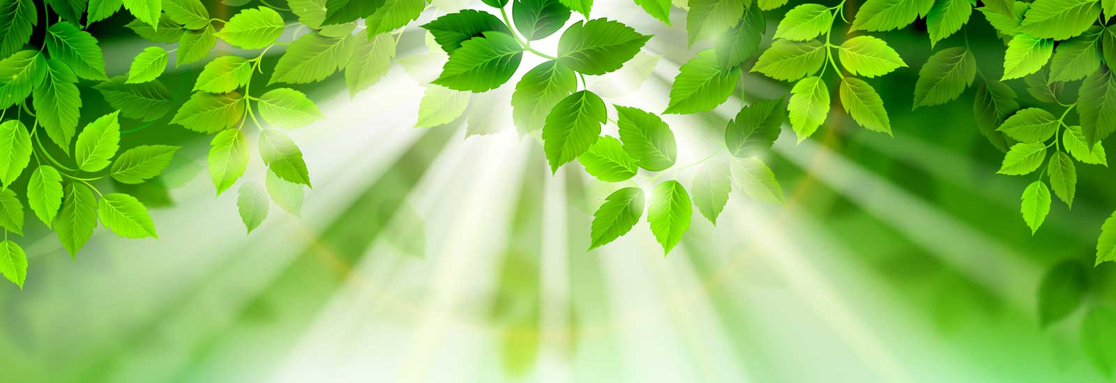 האור האינסופי - קרני שמש מבעד לעלים